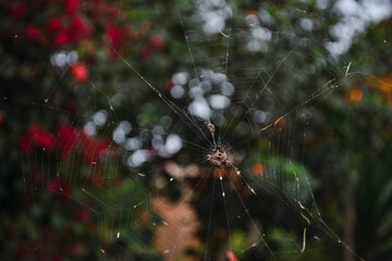 Tela de araña tomada en las selva peruana