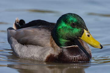 Male Mallard on the Water