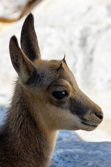 A young Alpine Ibex basking in sunlight on rocky hills