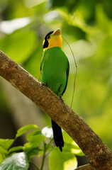 Long-tailed broadbill perched on a tree