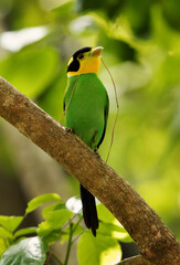 Long-tailed broadbill with straw in bill