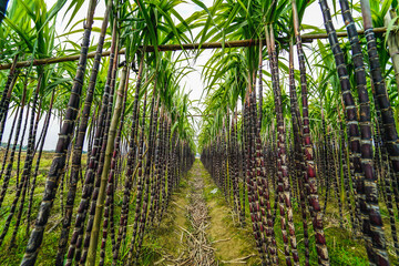 fresh and green sugarcane field view near Do Do village, Quang Dien district, Hue, Vietnam