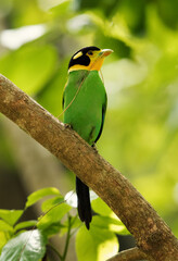 Long-tailed broadbill with nest building material