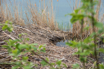 Von Bibern gefällte Bäume am See