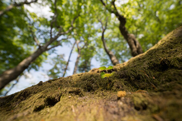 Beech sedling 