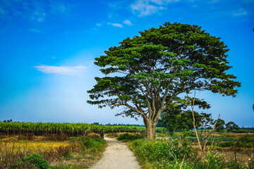 A chinese parasol tree (firmiana simplex) grow lonely in the fields near Do Do village, Quang Dien district, Hue, Vietnam © CravenA