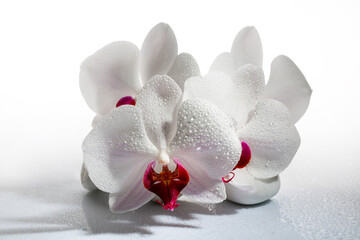 beauty in detail, white orchid