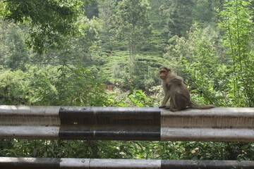 Fototapeta na wymiar monkey in the forest 