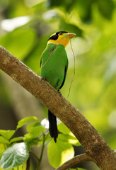 Beautiful Long-tailed broadbill with straw
