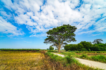 A chinese parasol tree (firmiana simplex) grow lonely in the fields near Do Do village, Quang Dien district, Hue, Vietnam © CravenA