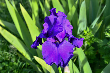 Striking Violet Bearded Iris against green palm leaves
