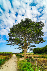 A chinese parasol tree (firmiana simplex) grow lonely in the fields near Do Do village, Quang Dien district, Hue, Vietnam © CravenA