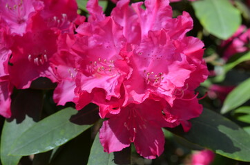 Rododendrony, kwitnące różaneczniki w kolorze fuksja,  Rhododendron