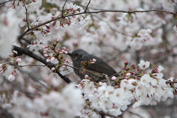 Birds and sakura
