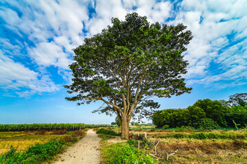 A chinese parasol tree (firmiana simplex) grow lonely in the fields near Do Do village, Quang Dien district, Hue, Vietnam © CravenA