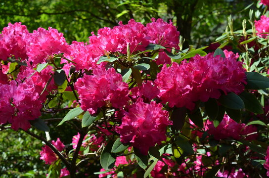 Rododendrony, kwitnące r&oacute;żaneczniki w kolorze fuksja,  Rhododendron