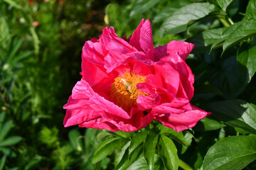 Beautiful Pink Rose Flower in a spring garden 