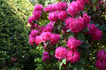 Rododendrony, kwitnące różaneczniki w kolorze fuksja,  Rhododendron - 353886557