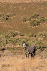 Fototapeta premium Wild Horse Stallion in the Utah Desert