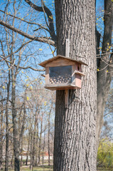 Feeder for squirrels on a tree