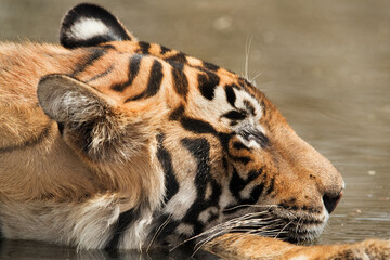Closeup of Tiger, Ranthambore Tiger Reserve