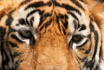 Beautiful Eyes of Tiger, Ranthambore Tiger Reserve