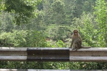 monkey in the forest 