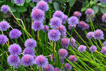 Lavender Bachelor's Button flowers in a garden