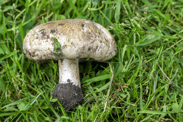 One champignon mushroom lies on  green grass, top view
