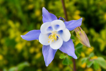 Lavender-Blue columbine flower head on