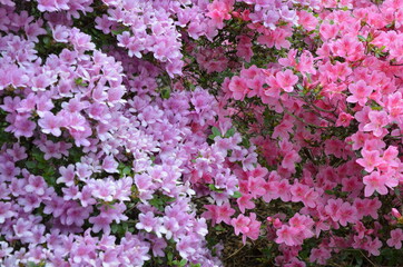 Różowe wielkie krzaki kwitnących rododendronów, Rhododendron