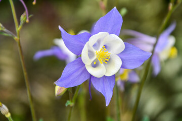 Lavender, blue and white columbine flower in a spring garden.