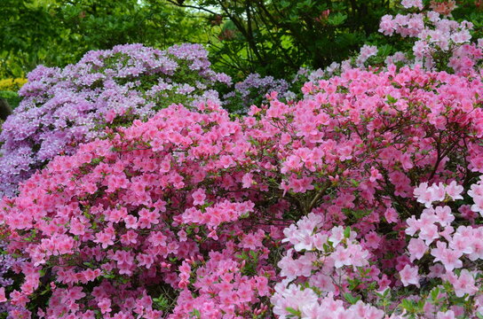 Różowe wielkie krzaki kwitnących rododendronów, Rhododendron