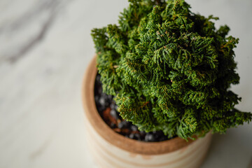 Close Up Texture of a Potted Hinoki Cypress on Marble Table
