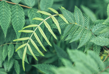 Texture of green tropical forest leaves. Lush foliage