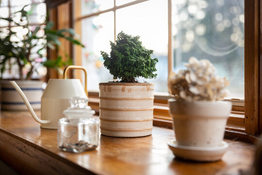 Potted Hinoki Cypress in Bay Window with Other Plants During Sunset
