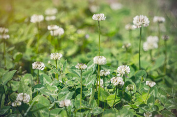 Delicate white wildflower and green clover leaves in the spring garden
