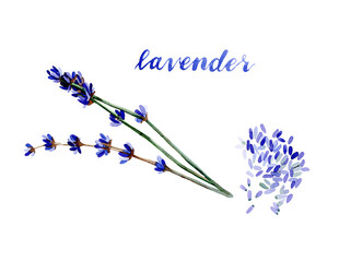 Obraz premium Watercolor lavender illustration. Hand drawn blue lavender flowers isolated on white background. Herbal medicine and aroma therapy