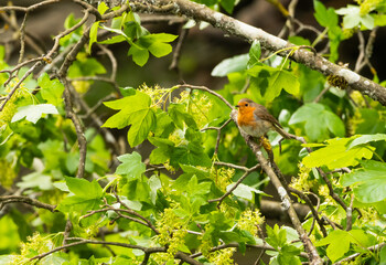 bird, robin, natur, rot, baum, tier, ast, wild lebende tiere, 