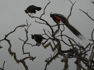 Parc Naturel de Tissamaharama