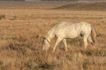Naklejka na ściany i meble Wild Horse Stallion in the Utah Desert