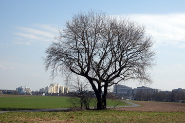 Fototapeta premium Baum ohne Laub