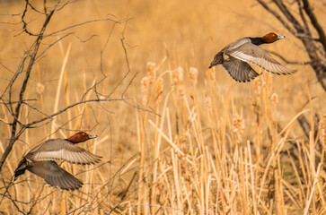 Canvasback Ducks in Flight Stock Photo