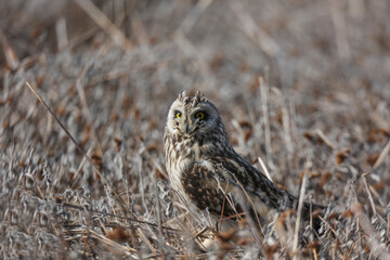Short-eared Owl (Asio flammeus) bird in natural field and wildlife nature.