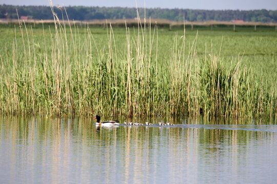 The Common Shelduck (Tadorna tadorna) Ohar z młodymi