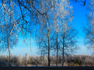 Snow-covered trees in winter forest. Beautiful winter landscape