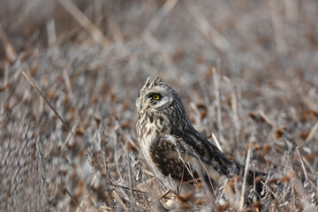 Short-eared Owl (Asio flammeus) bird in natural field and wildlife nature.