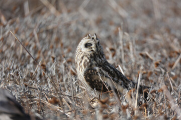 Short-eared Owl (Asio flammeus) bird in natural field and wildlife nature.