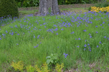 Wiosenne poletko kwitnących kosaćców niebieskich, iris © Ewa
