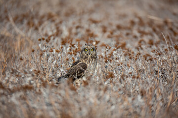 Short-eared Owl (Asio flammeus) bird in natural field and wildlife nature.